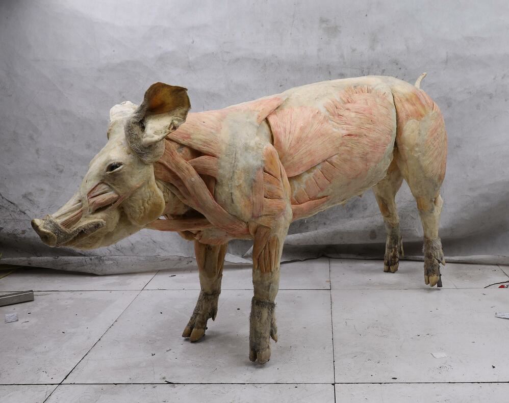 pig body plastination pig body plastination