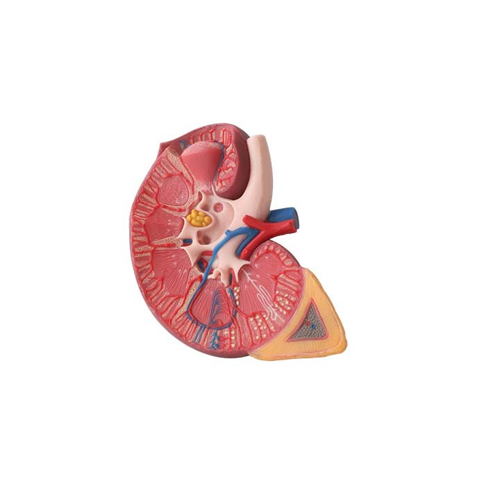 silicone anatomy kidney model