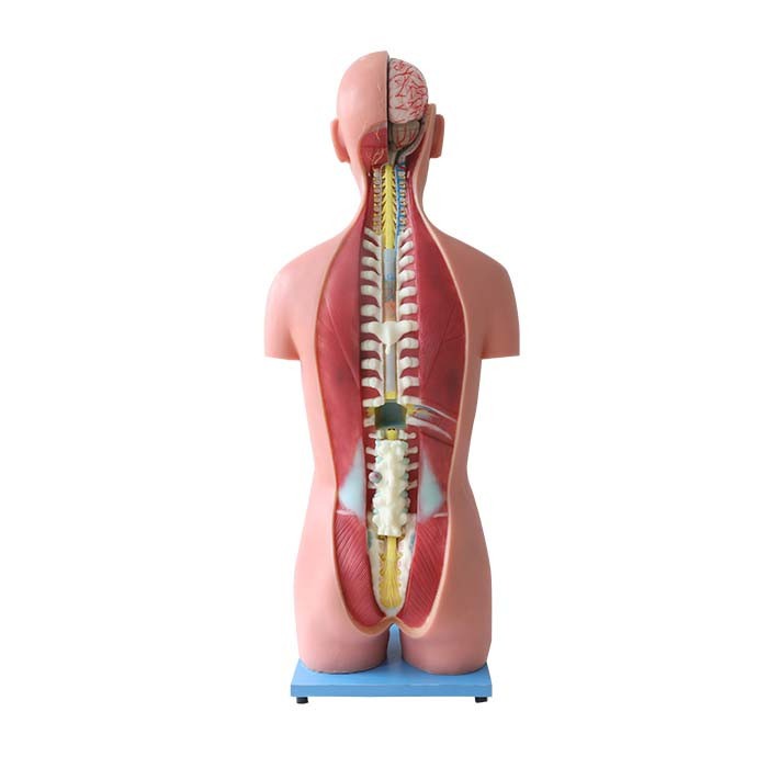 silicone anatomy torso model