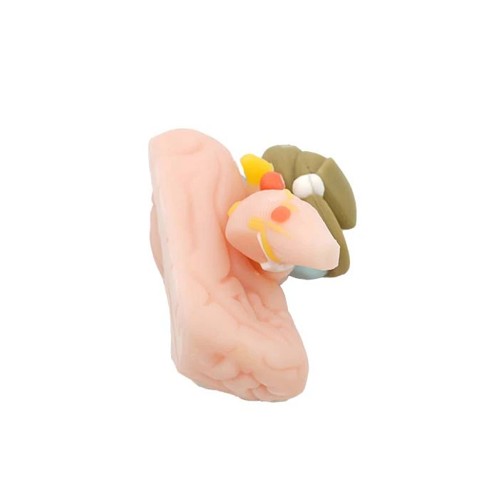 internal capsule
