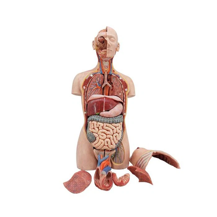 نموذج الجذع للجهاز الهضمي