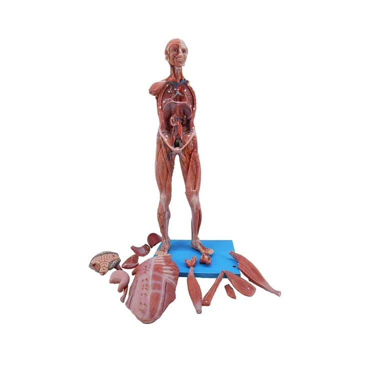 High Simulated 80cm Muscles Anatomy of Human Body Model