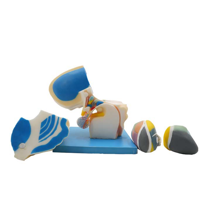 Human Body Part Anatomy Model