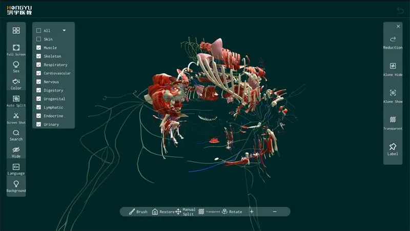 animal anatomy model animal anatomy model