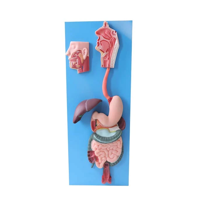 human digestive system model human digestive system model