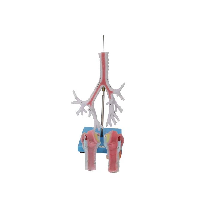 silicone larynx and trachea model silicone larynx and trachea model