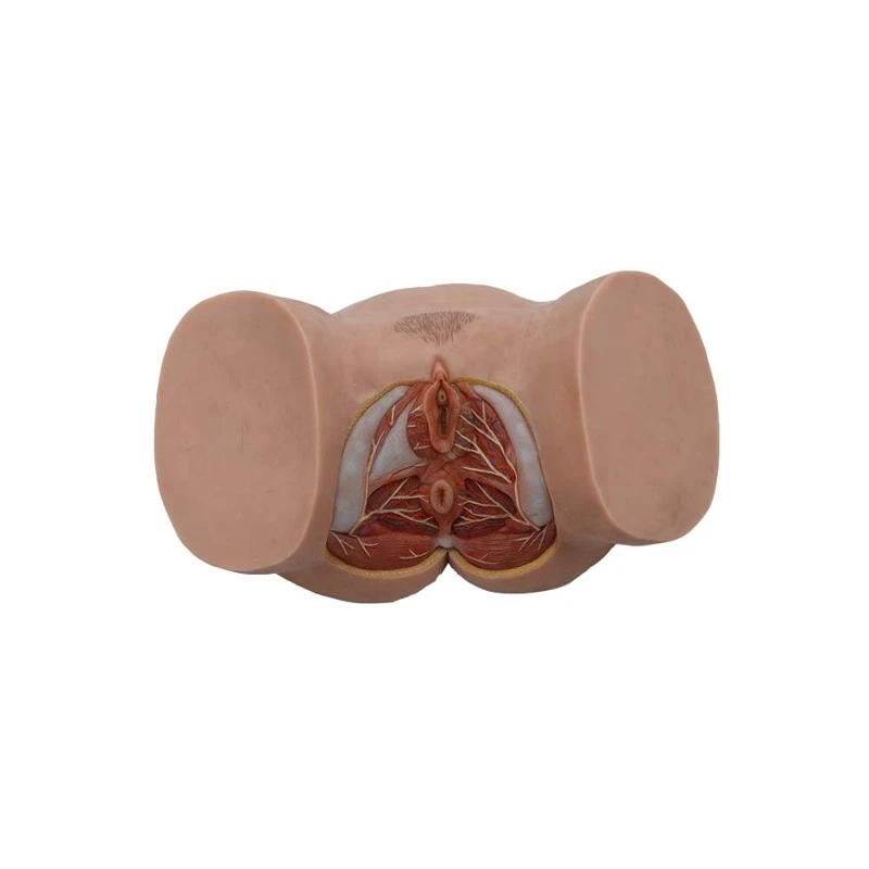 Silicone Female Perineum Anatomy Model Silicone Female Perineum Anatomy Model