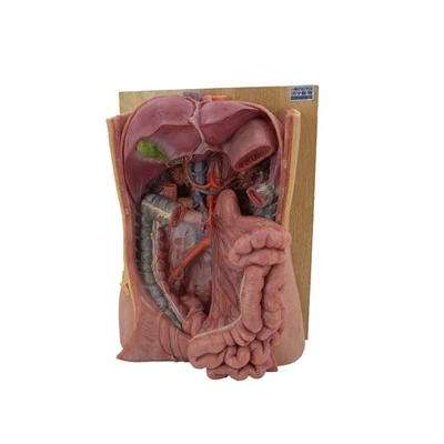 النماذج التشريحية لطلاب الطب