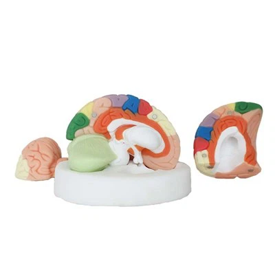 نموذج الدماغ الصحيح تشريحيا