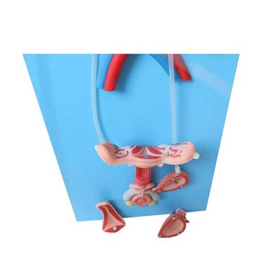 نموذج تشريح الجهاز التناسلي للأنثى