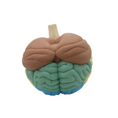 نموذج تشريحي للدماغ البشري