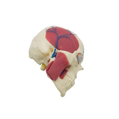 نموذج تشريح الجمجمة البشرية